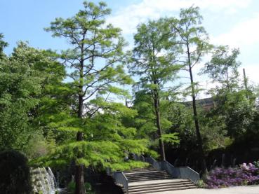 Taxodium distichum als Solitärgehölz