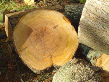 Das Holz der Sumpfzypresse
