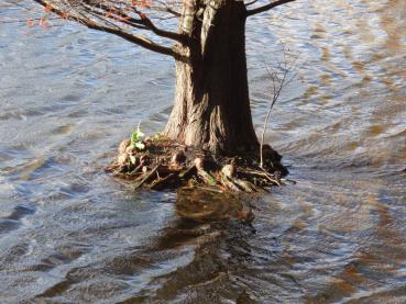 Taxodium distichum mit typischem Atemknie