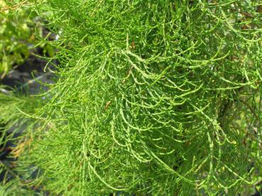 Taxodium ascendes Nutans - Teichzypresse, Aufrechte Sumpfzypresse