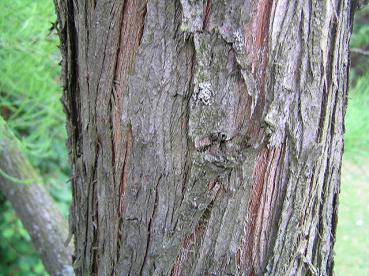 Rissige Borke bei Taxodium distichum Nutans