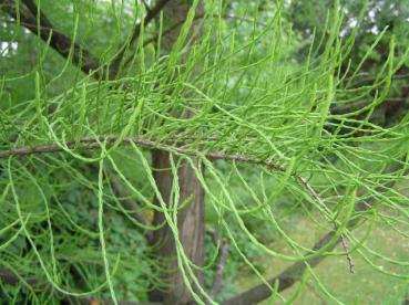 Junger Trieb bei Taxodium distichum Nutans