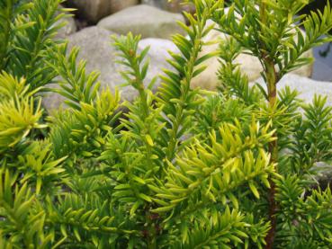 Taxus baccata Aurea - Gold-Eibe