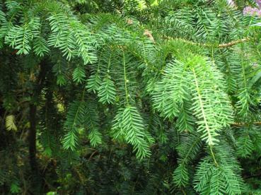 Taxus baccata Dovastoniana - Adlerschwingen-Eibe