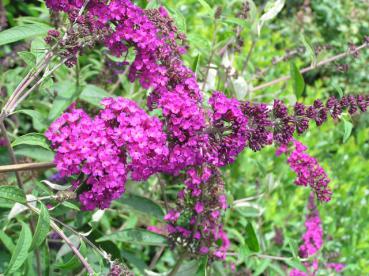 Buddleja Nanho Purple - Syrenbuddleja, Fjärilsbuske Nanho Purple