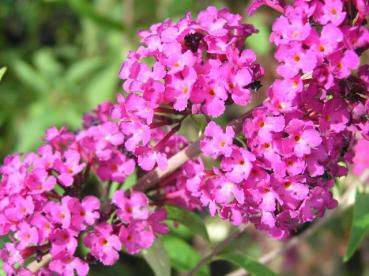 Blüte des Sommerflieder Nanho Purple