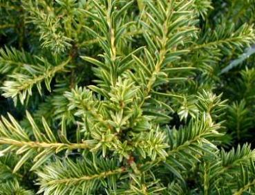 Taxus baccata Elegantissima - Gold-Eibe Elegantissima