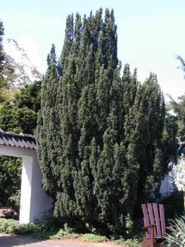 Taxus baccata Fastigiata - Säulen-Eibe