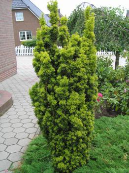 Taxus baccata Fastigiata Aureomarginata - Gelbe Säulen-Eibe