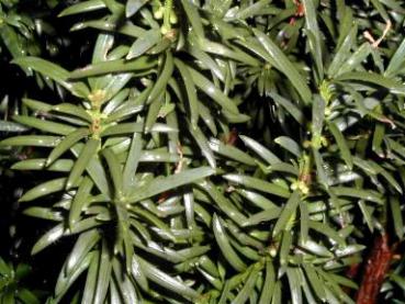 Taxus baccata Fastigiata Robusta - Säulen-Eibe Robusta