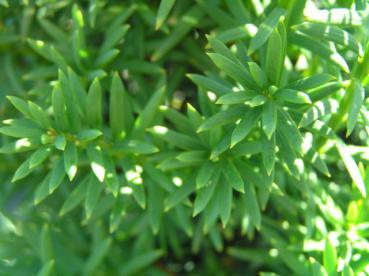 Taxus baccata Overeynderi - Pyramiden-Eibe