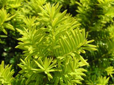 Taxus baccata Washingtonii - Eibe Washingtonii