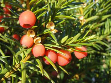 Taxus media Hicksii - Becher-Eibe