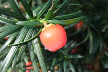 Becher-Eibe - rote Frucht