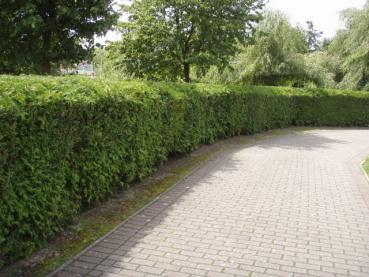 Thuja occidentalis - Abendländischer Lebensbaum