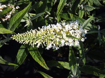 Blüte des Sommerflieder Nanho White