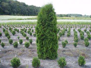 Thuja occidentalis Columna