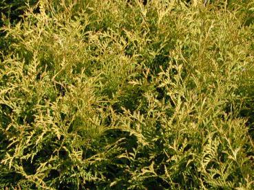 Thuja occidentalis Europe Gold - Gold-Lebensbaum Europe Gold