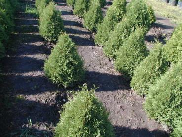 Holmstruptuja eller pelartuja (Thuja occidentalis Holmstrup)