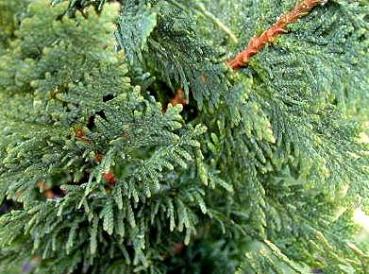 Thuja occidentalis Spiralis - Spiralen-Lebensbaum