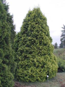 Thuja occidentalis Sunkist - Gold-Lebensbaum Sunkist