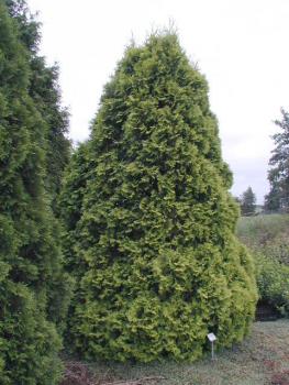 Thuja occidentalis Sunkist