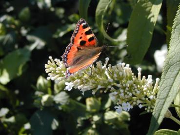 Buddleja Peace - Sommerflieder Peace