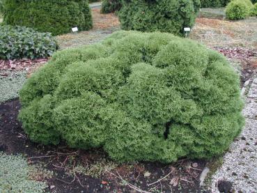 Thuja occidentalis Tiny Tim - Zwerg-Lebensbaum Tiny Tim