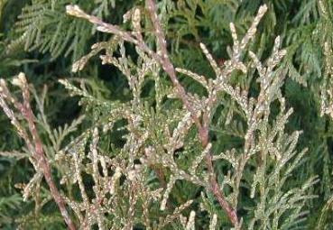 Thuja plicata Albospica - Weißspitzen-Lebensbaum