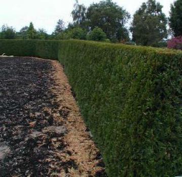 Thuja plicata Excelsa - Riesen-Lebensbaum