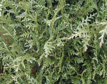 Thuja plicata Atrovirens - Grüner Riesenlebensbaum