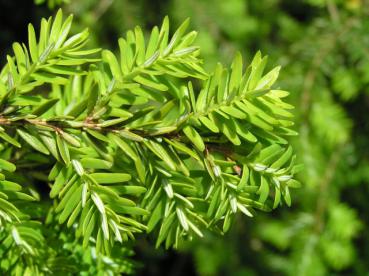 Tsuga canadensis - Hemlocktanne