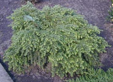 Tsuga canadensis Nana - Zwerg-Hemlockstanne