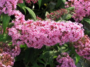 Sommerflieder Pink Delight - Buddleja Pink Delight