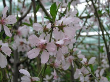 Prunus dulcis Pfälzer Fruchtmandel - Pfälzer Fruchtmandel