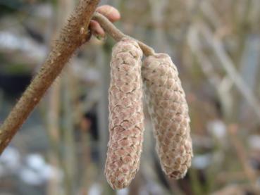 Männliche Blüten der Haselnuss Webbs Preisnuss, Aufnahme Februar 2013