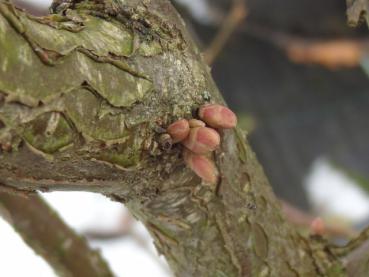 Häufig bilden Haselnüsse am alten Holz Augen, die später Blätter und Triebe bilden.