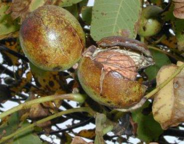 Juglans regia Veredlung - Walnuss Veredlung