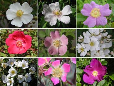 Die Blütenvielfalt der Wildrosen