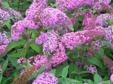 Buddleja Reve de Papillon® - Sommerflieder Reve de Papillon®