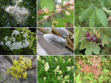 10 verschiedene Sträucher zur naturnahen Gestaltung