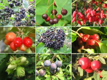 Wildfruchthecke - 10 verschiedene Wildfruchtgehölze