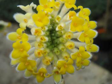 Edgeworthia chrysantha - Mitsumata