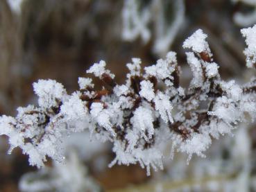 Fruchtstand von Buddleja Royal Red im Winter