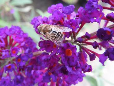 Auch Bienen besuchen gerne die Blüten vom Sommerflieder Royal Red