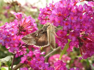 Buddleja Royal Red