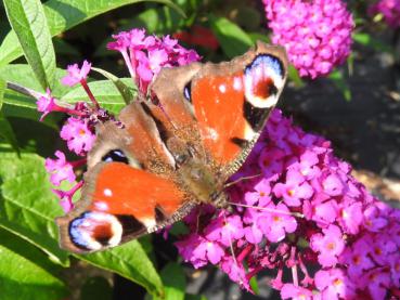 Beliebter Landeplatz für Schmetterlinge: Schmetterlingsflieder Royal Red