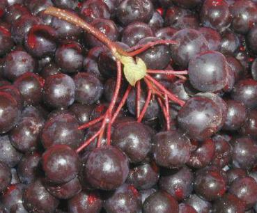 Schwarze Kulturapfelbeere Aron - Aronia melanocarpa Aron