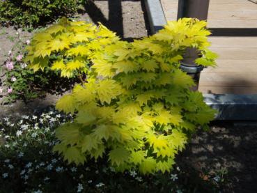 Japanischer Goldahorn (Acer shirasawanum Aureum) - ein langsamwüchsiger japanischer Ahorn mit goldgelbem Laub