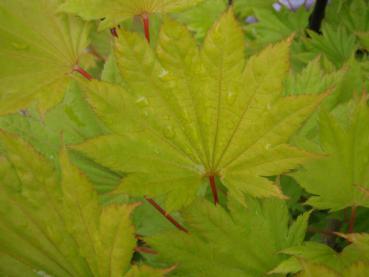 Gelbgrünes Laub des Japanischen Goldahorns (Acer shirasawanum Aureum )